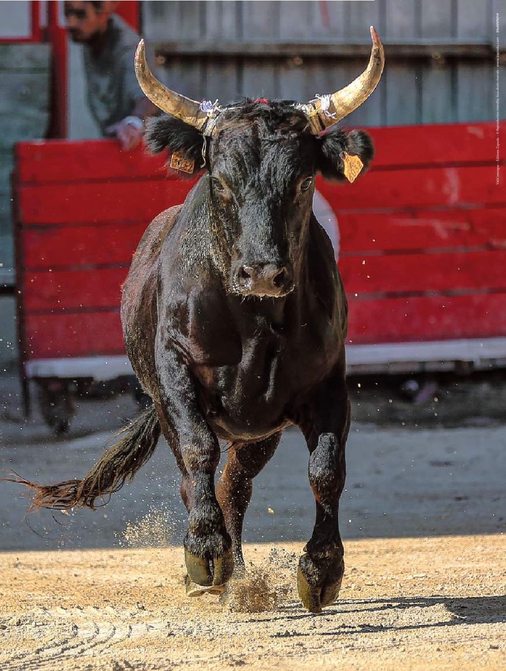Affiche : "Portrait d'un Taureau de Camargue" de VALICAMARGUE