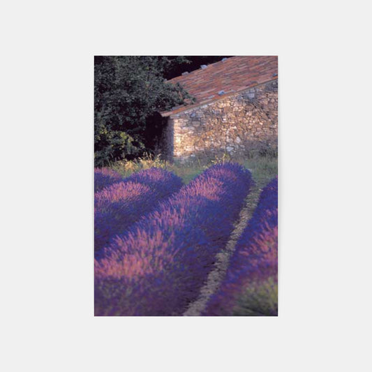 Carte Postale : "Lavandes de Provence" de Gilles MARTIN-RAGET