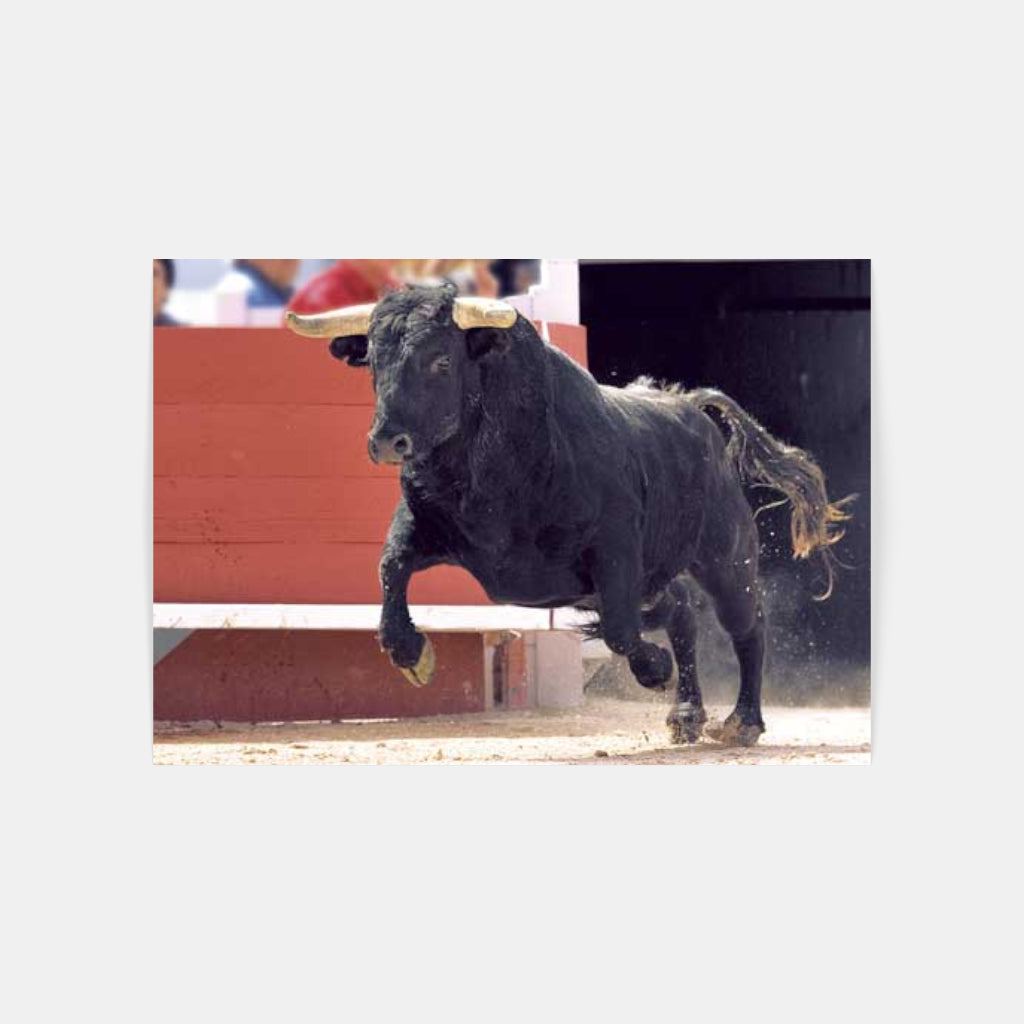 Carte Postale : "La Sortie du Toro" de Gilles MARTIN-RAGET