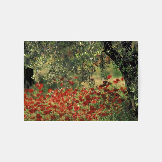 Carte Postale : "Coquelicots et oliviers en Provence" de Gilles MARTIN-RAGET
