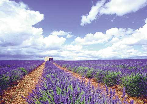 Carte Postale 12x17GMR122 de Gilles MARTIN-RAGET