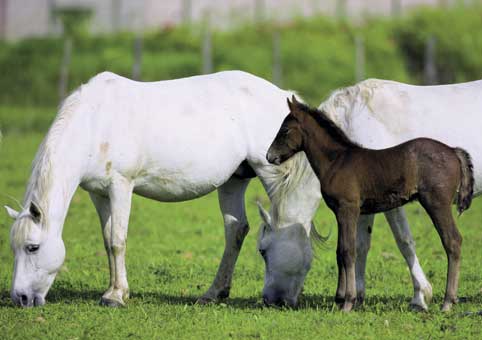 Carte Postale 12x17GMR125 de Gilles MARTIN-RAGET