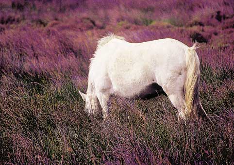 Carte Postale 12x17JLA005 de Jean-Louis AUBERT