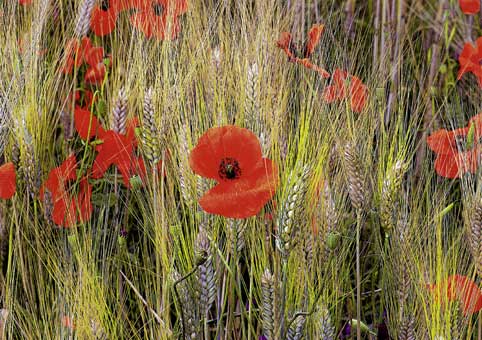 Carte Postale 12x17JLA007 de Jean-Louis AUBERT