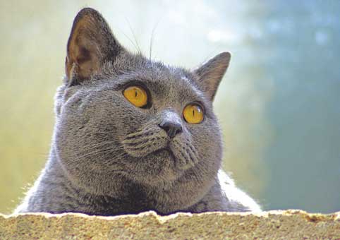 Carte Postale 12x17JLA017 de Jean-Louis AUBERT