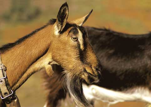 Carte Postale 12x17JLA020 de Jean-Louis AUBERT