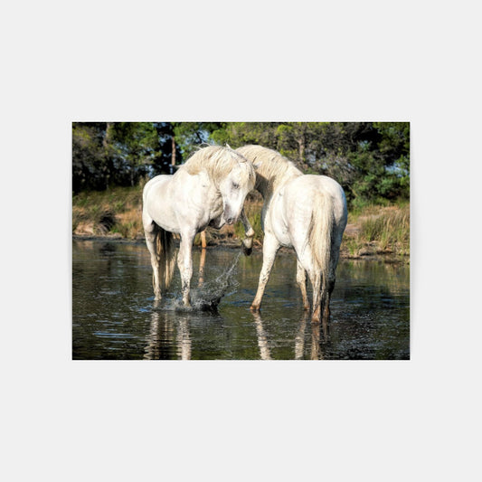 Carte Postale : "Chevaux Camargue amoureux" de VALICAMARGUE