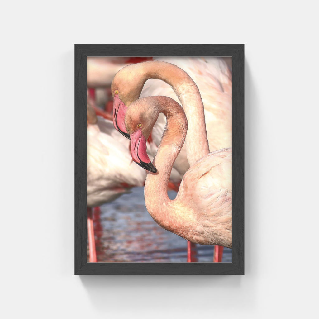 Carte Postale 12x17VN012 de Valicamargue