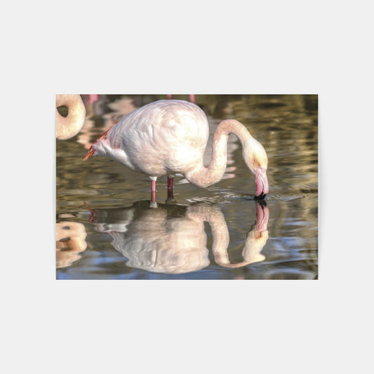 Carte Postale : "Flamants roses camarguais" de VALICAMARGUE