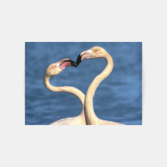 Carte Postale : "Flamants roses amoureux" de VALICAMARGUE