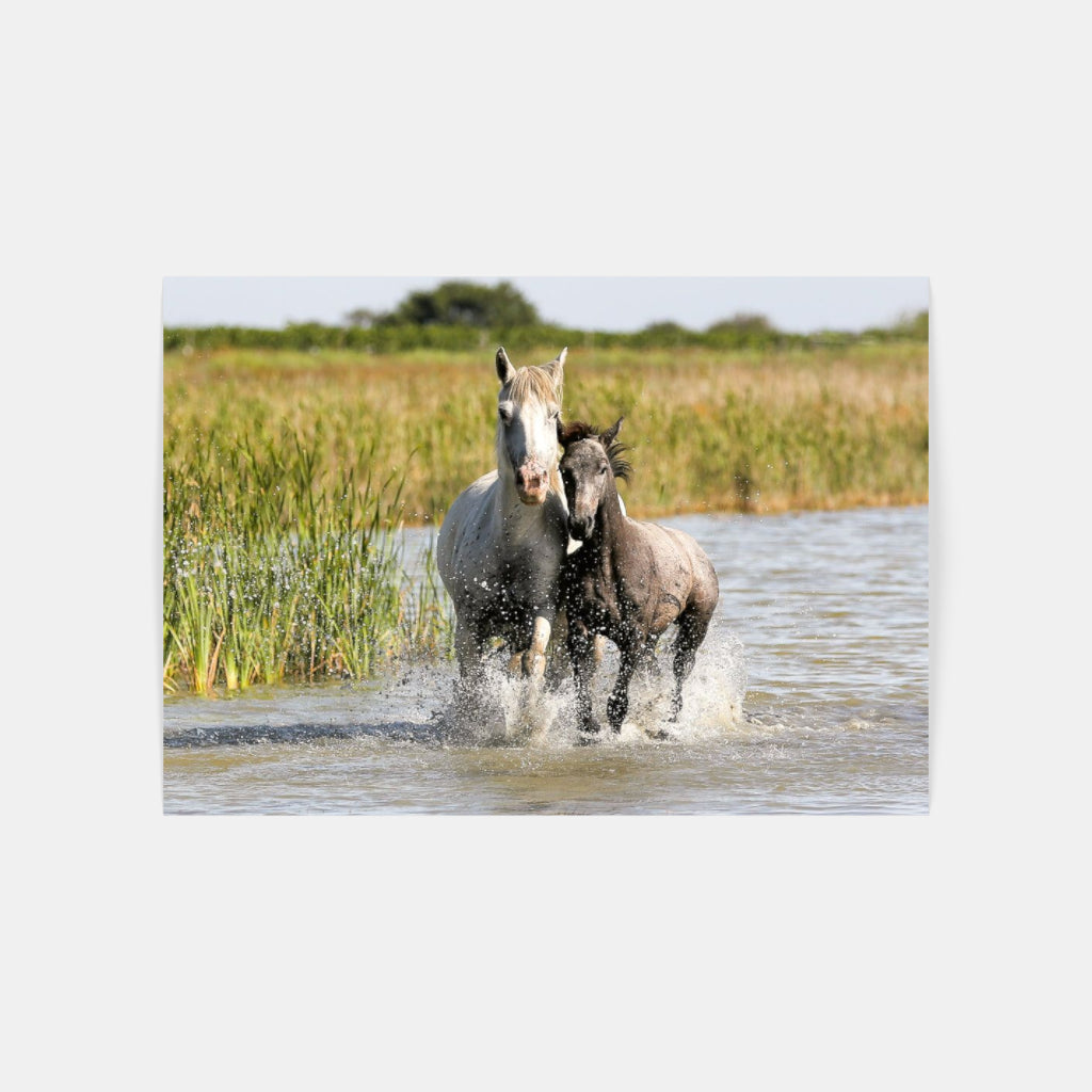 Carte Postale 12x17VN036 de Valicamargue