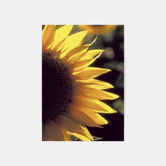 Carte Postale : "Tournesol" de Gilles MARTIN-RAGET