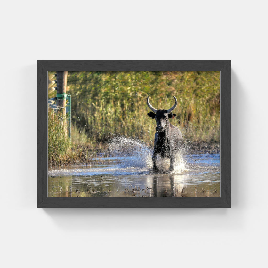 Carte Postale 12x17VN038 de Valicamargue