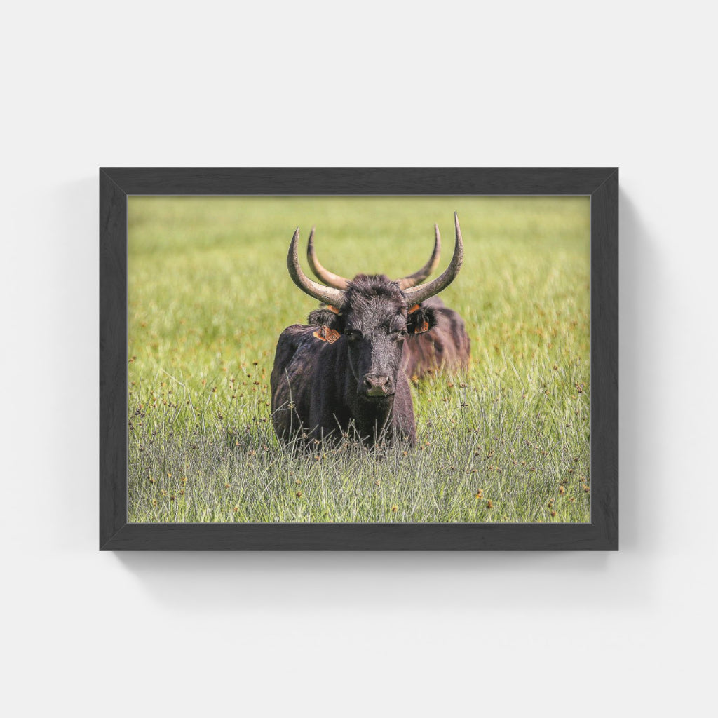 Carte Postale 12x17VN020 de Valicamargue