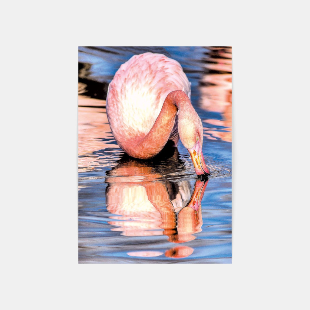 Carte Postale 12x17VN024 de Valicamargue