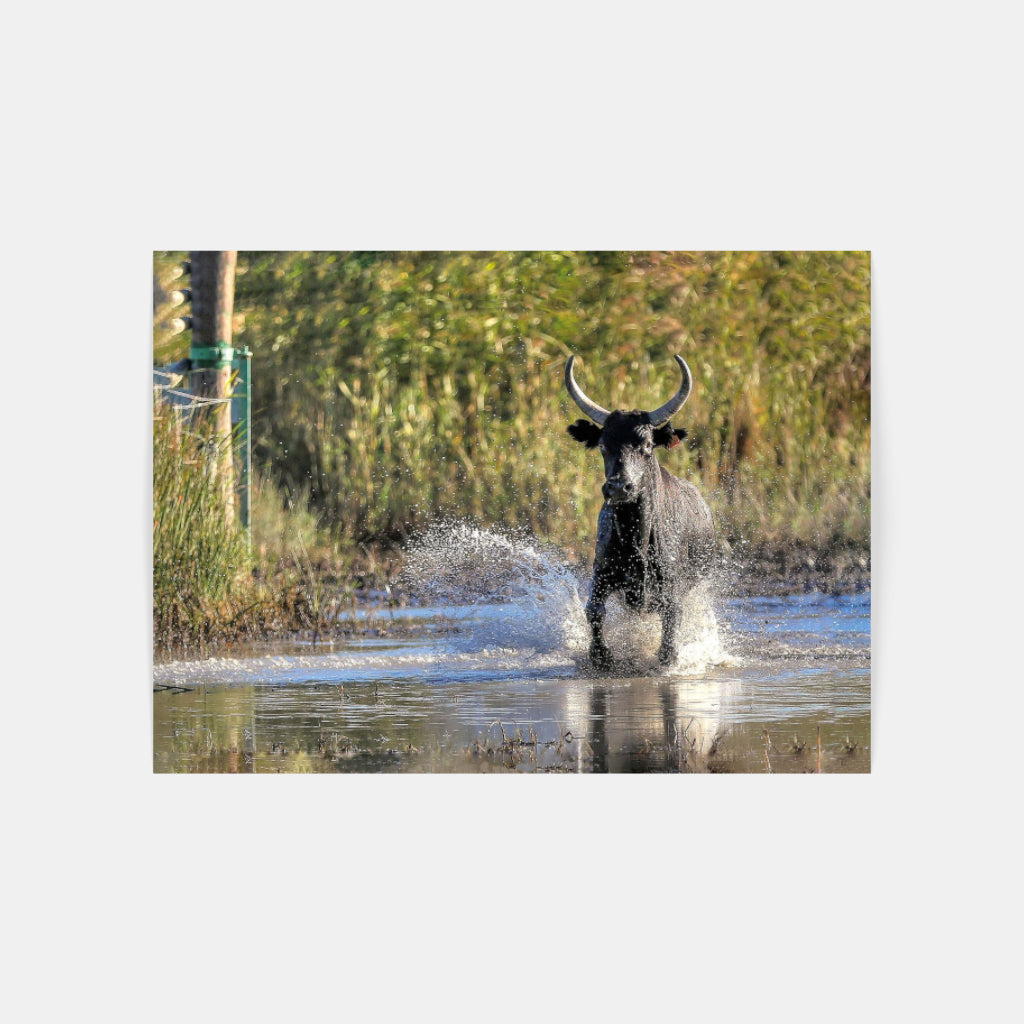 Carte Postale 12x17VN038 de Valicamargue