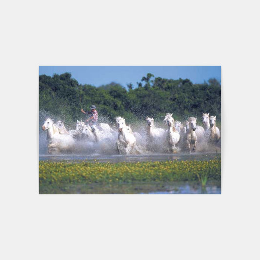 Carte Postale : "Chevaux Camargue galopant dans l'eau avec un gardian" de Gilles MARTIN-RAGET