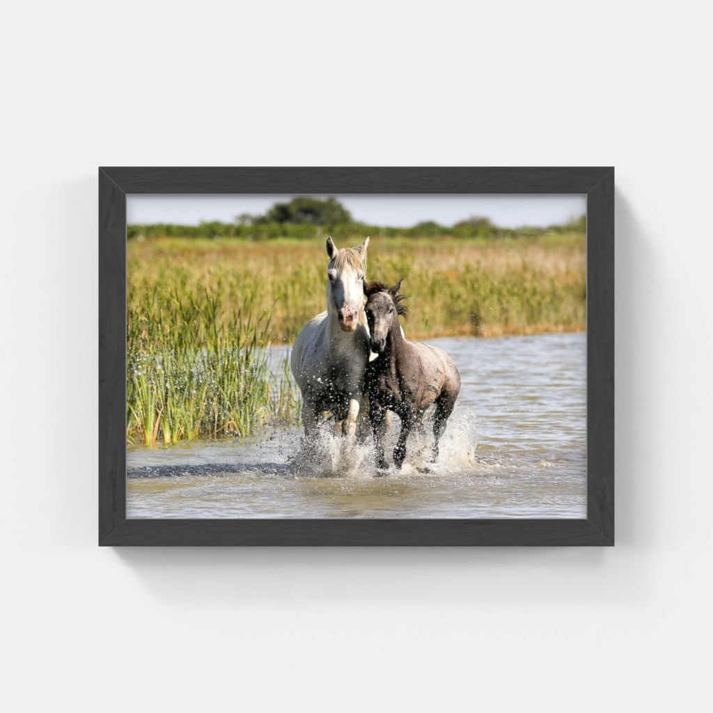 Carte Postale 12x17VN036 de Valicamargue