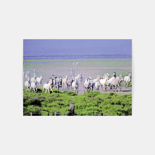 Carte Postale : "Chevaux Camargue au Galop" de Gilles MARTIN-RAGET