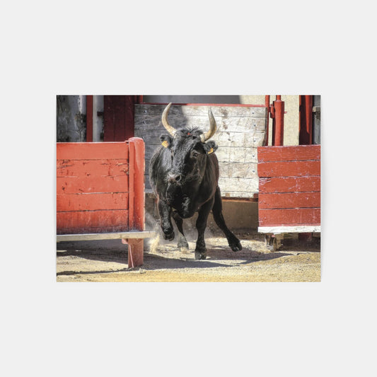 Carte Postale : "Taureau de Camargue dans l'arène" de VALICAMARGUE