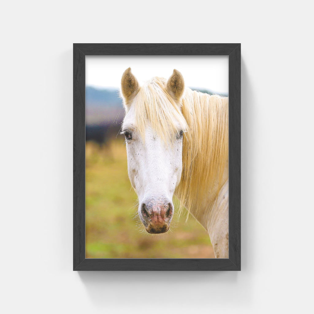 Carte Postale 12x17VN011 de Valicamargue