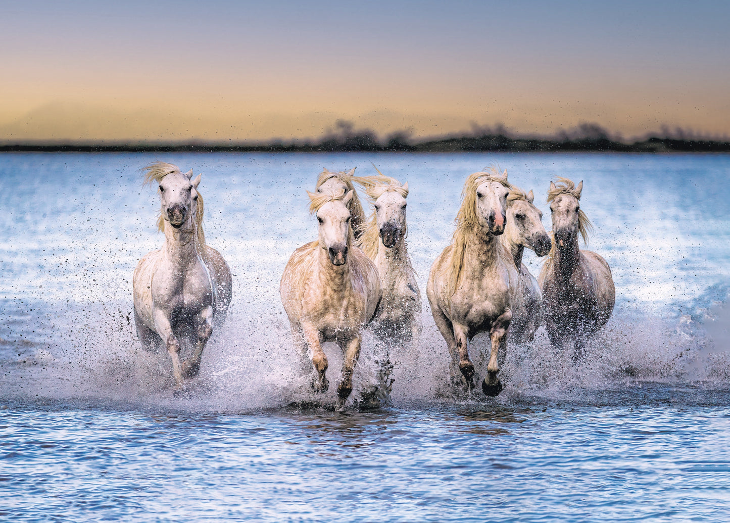 Carte Postale "Chevaux Camargue sur la Plage" de Ed RECO