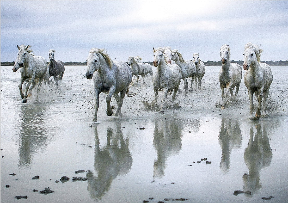 Affiche : "Chevaux Camargue sur la plage" de VALICAMARGUE