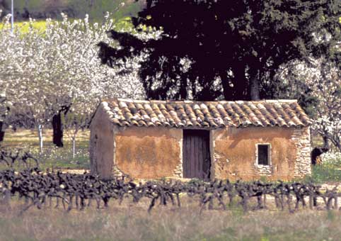 Carte Postale d'Art : "Bergerie au milieu des vignes de Provence"