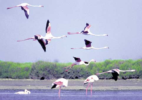Carte Postale : "L'envol des flamants roses de Camargue" de Gilles MARTIN-RAGET