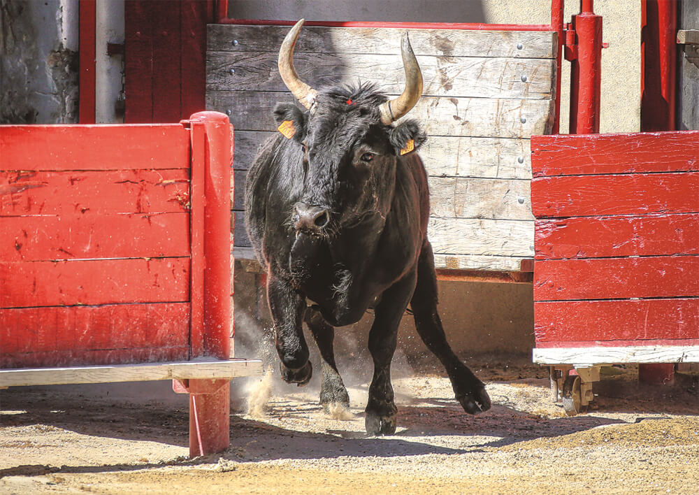 Affiche : "Taureau de Camargue dans l'arène" de VALICAMARGUE