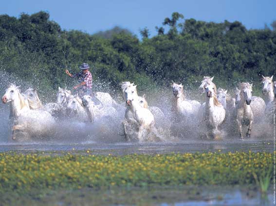 Affiche : "Chevaux Camargue galopant dans l'eau avec un gardian" de Gilles MARTIN-RAGET