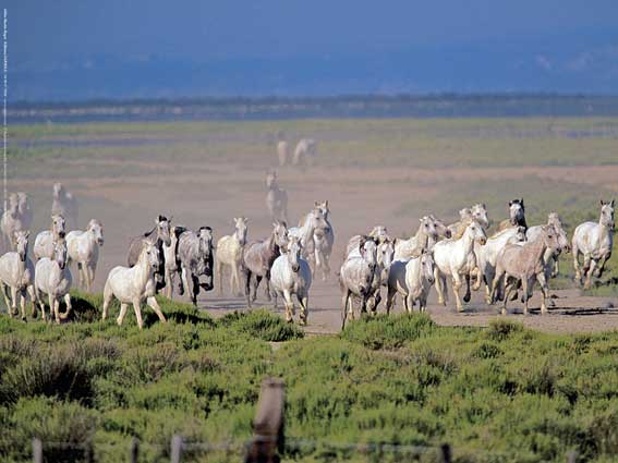 Affiche : "Chevaux Camargue au Galop" de Gilles MARTIN-RAGET