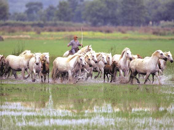 Affiche : "Chevaux Camargue au marais avec un gardian" de Gilles MARTIN-RAGET
