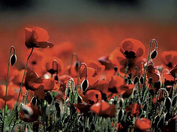 Affiche : "Coquelicots en Provence" de Gilles MARTIN-RAGET