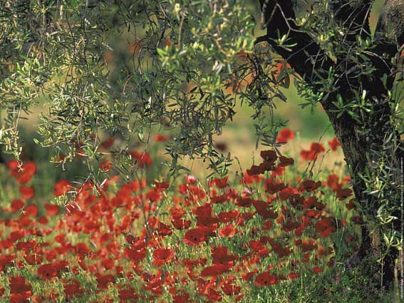 Affiche : "Coquelicots et oliviers en Provence" de Gilles MARTIN-RAGET