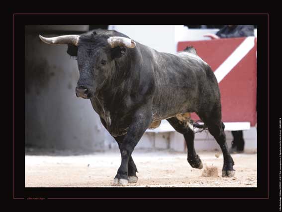 Affiche : "L'attente du Combat" de Gilles MARTIN-RAGET