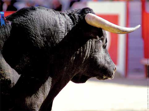 Photographie d'Art : "El Toro" de Jean-Louis AUBERT