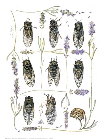 Affiche "Cigales et lavandes" de Michèle DELSAUTE