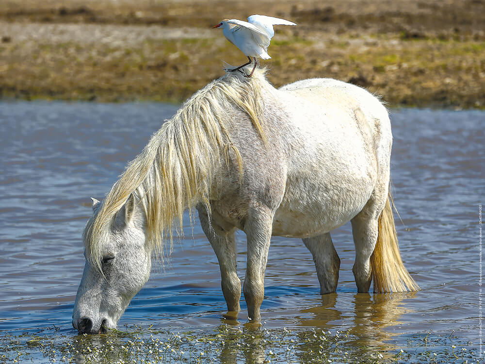Affiche : "Cheval Camargue" de VALICAMARGUE