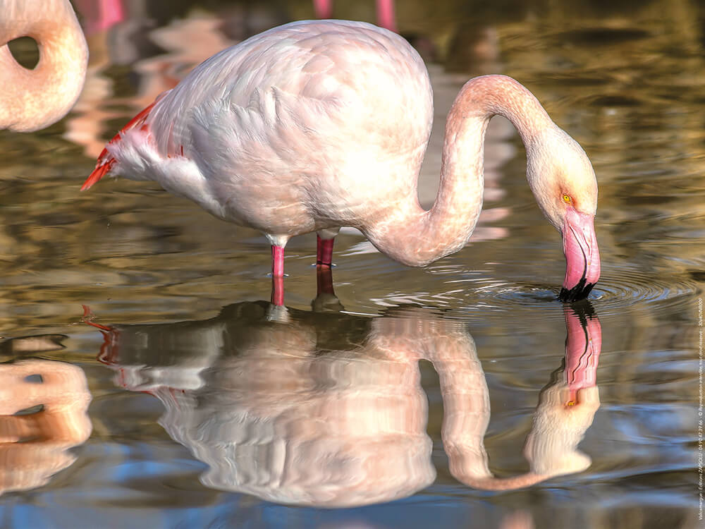 Affiche : "Flamants roses camarguais" de VALICAMARGUE