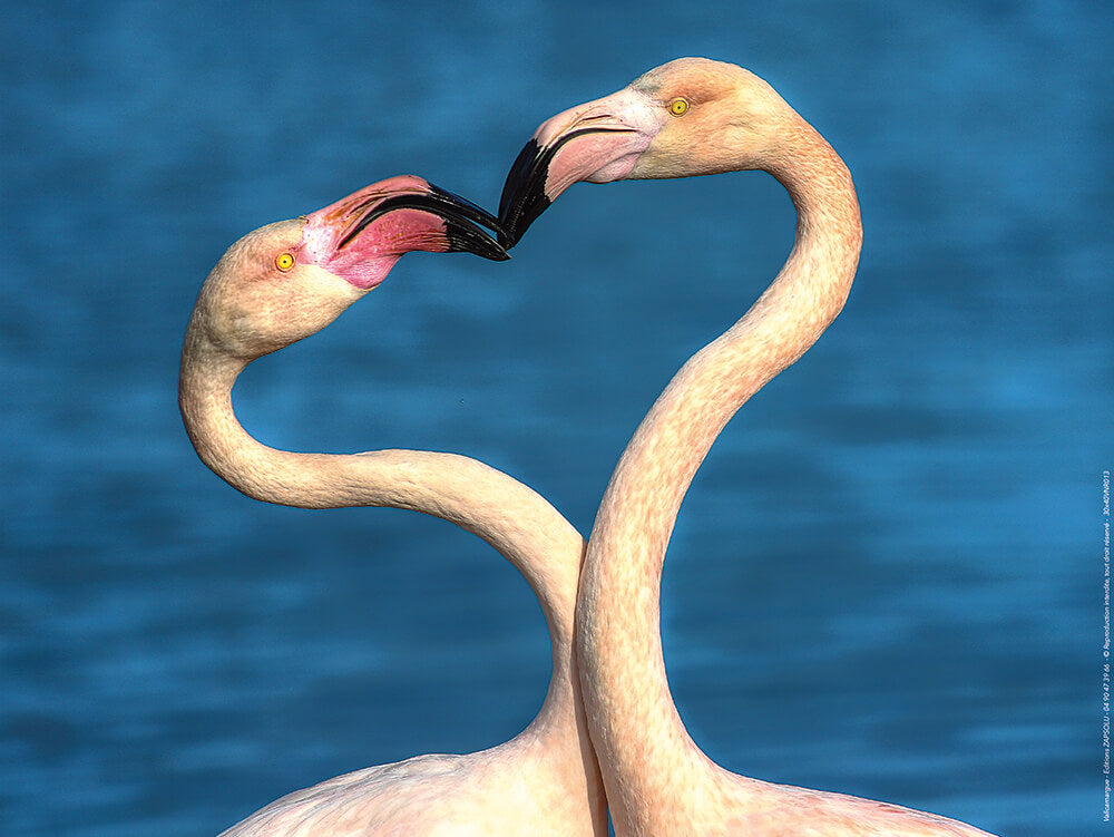 Affiche : "Flamants roses amoureux" de VALICAMARGUE