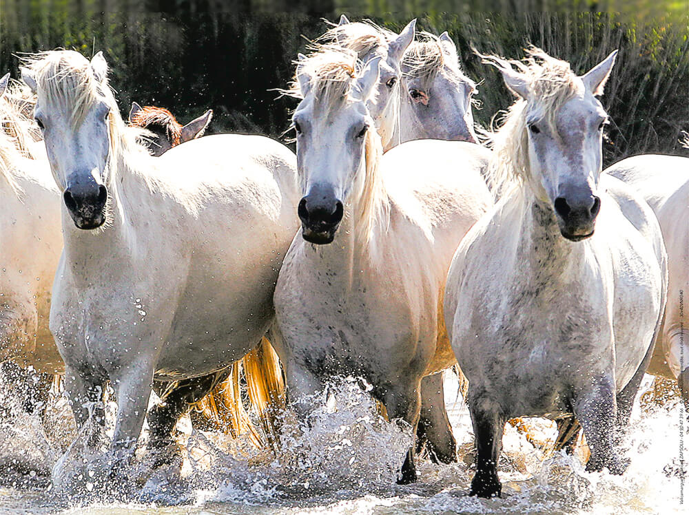 Affiche : "Ruée de chevaux Camargue" de VALICAMARGUE