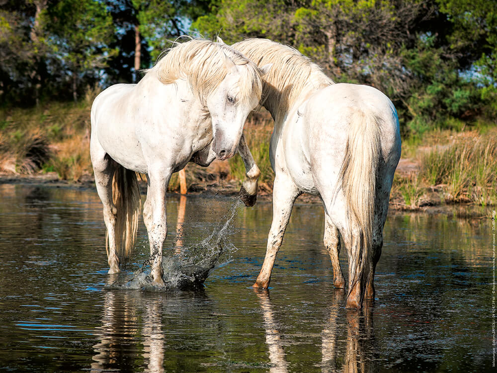 Affiche : "Chevaux Camargue amoureux" de VALICAMARGUE