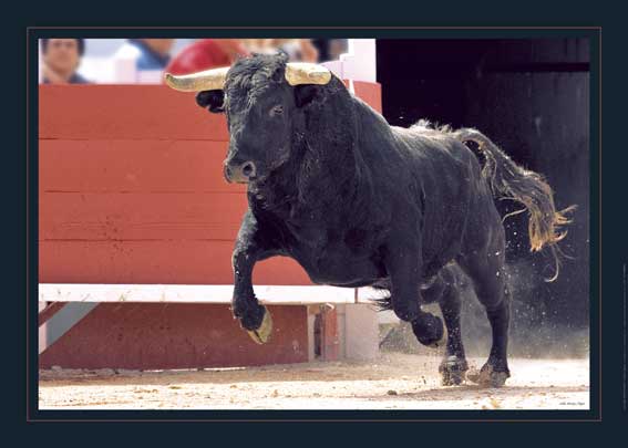Affiche : "La Sortie du Toro" de Gilles MARTIN-RAGET