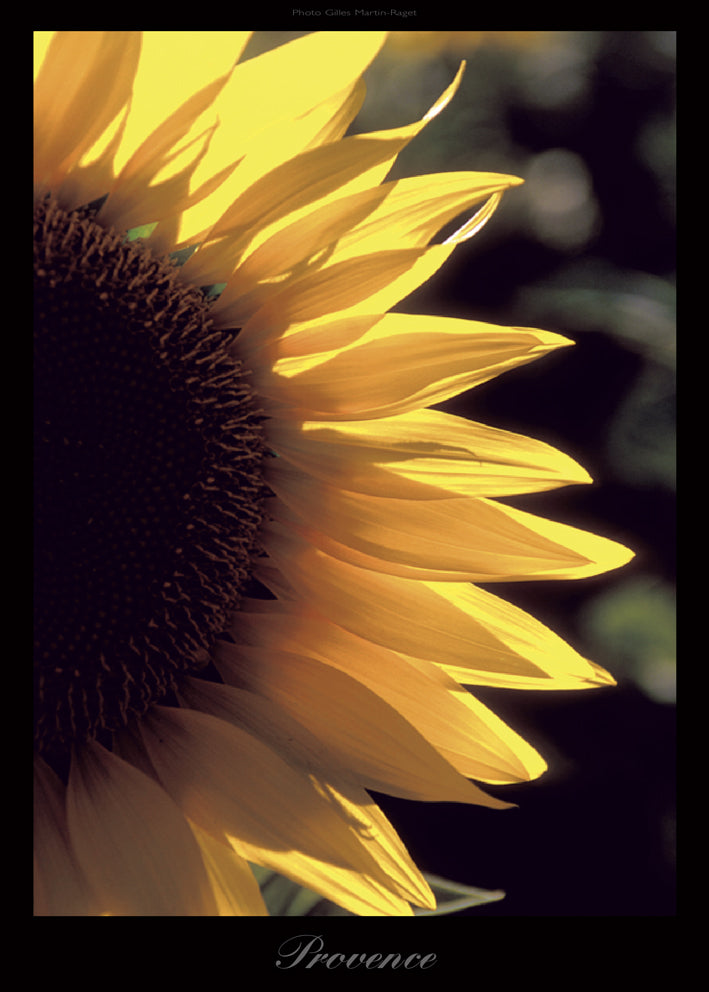 Affiche : "Tournesol" de Gilles MARTIN-RAGET