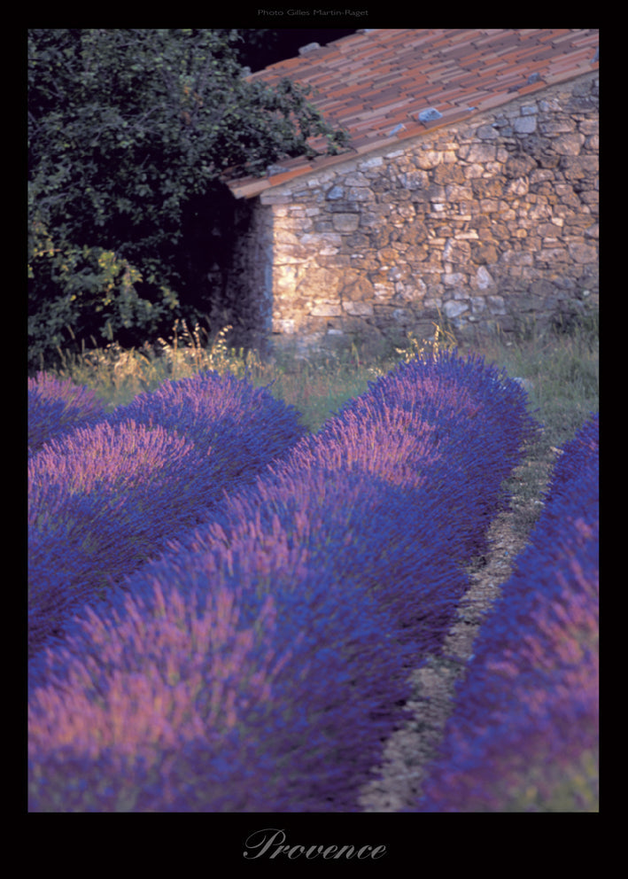Affiche : "Lavandes de Provence" de Gilles MARTIN-RAGET