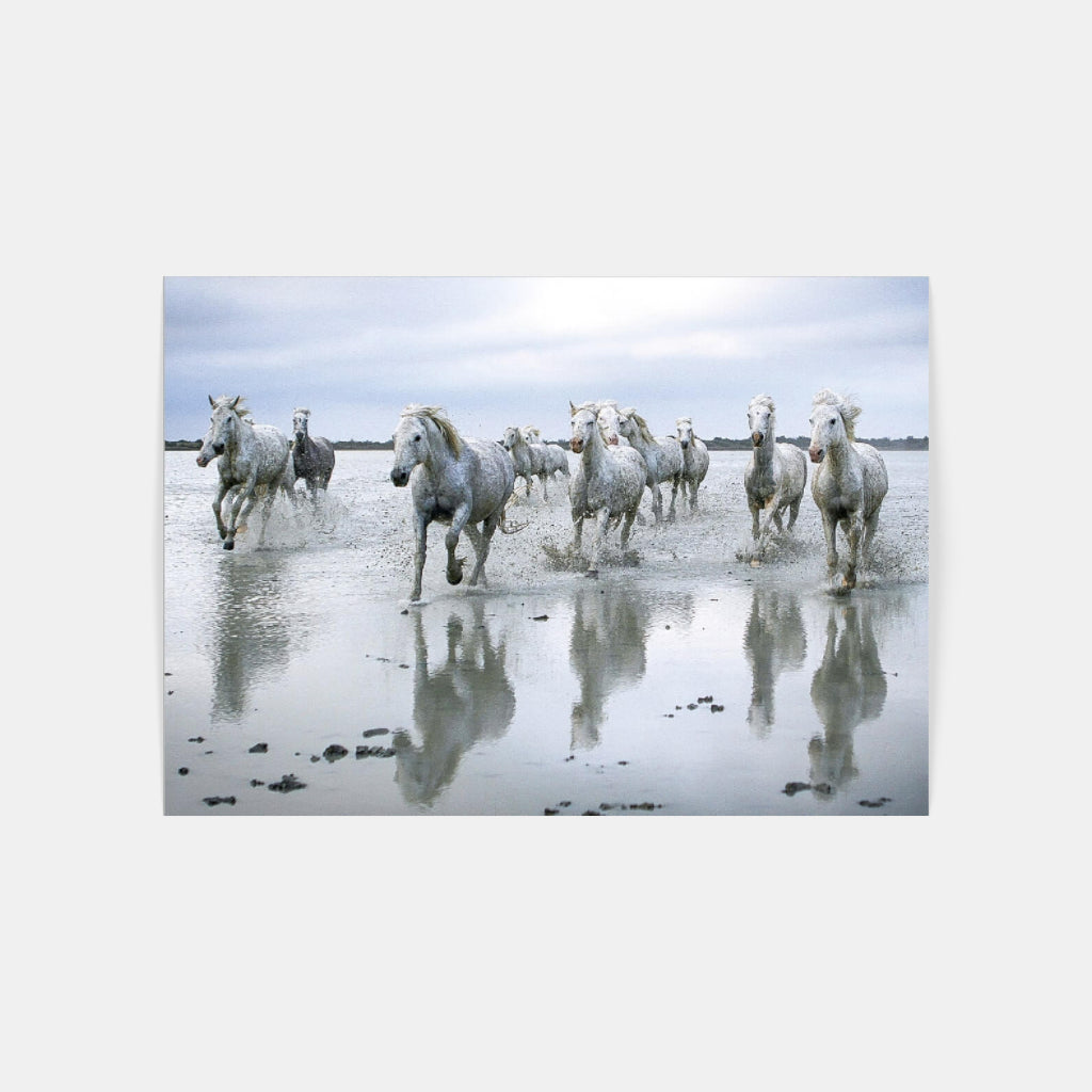 Carte Postale : "Chevaux Camargue sur la plage" de VALICAMARGUE