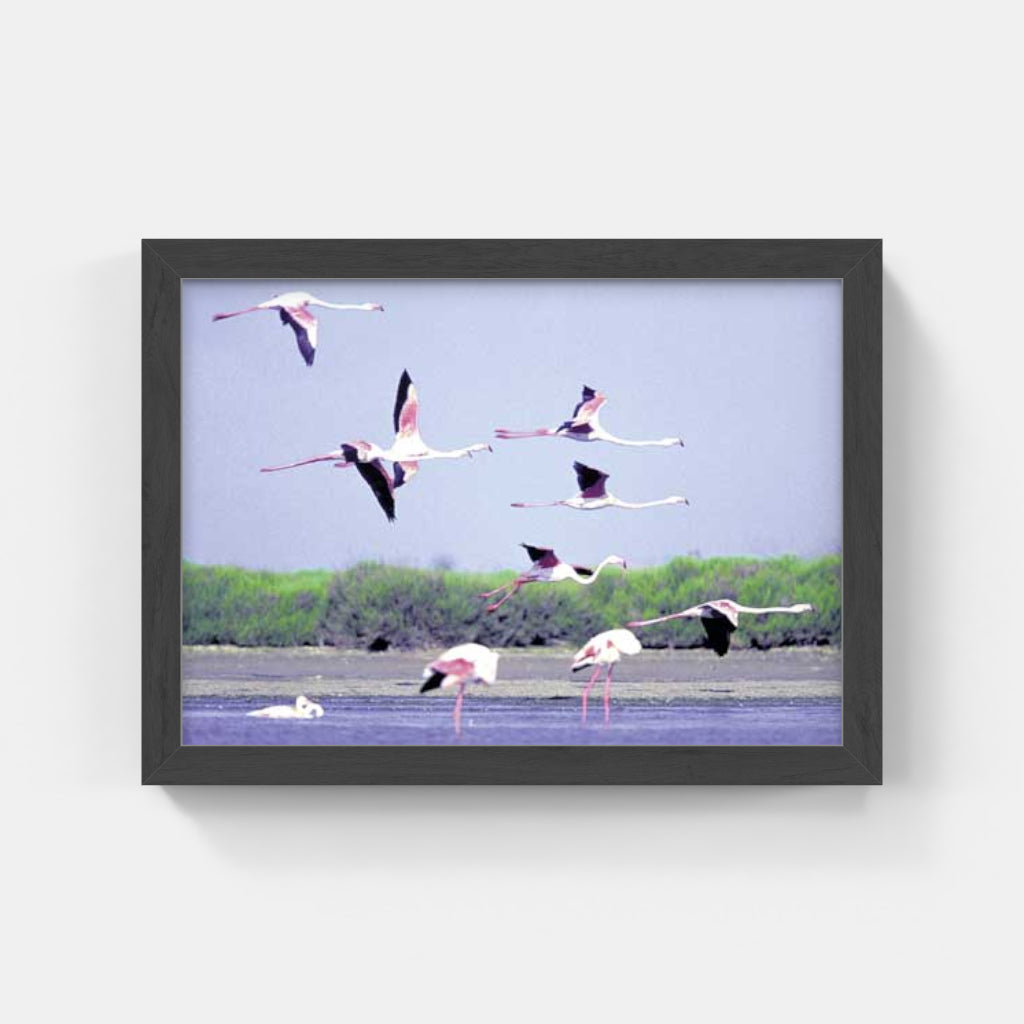 Carte Postale : "L'envol des flamants roses de Camargue" de Gilles MARTIN-RAGET