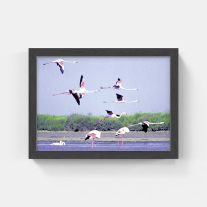 Carte Postale : "L'envol des flamants roses de Camargue" de Gilles MARTIN-RAGET