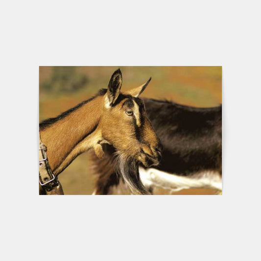 Carte Postale 12x17JLA020 de Jean-Louis AUBERT
